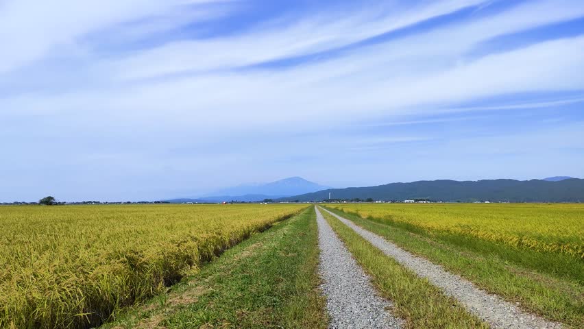 Paddy field in shonai plain in autumn, yamagata prefecture Japan Royalty-Free Stock Footage #1106507657