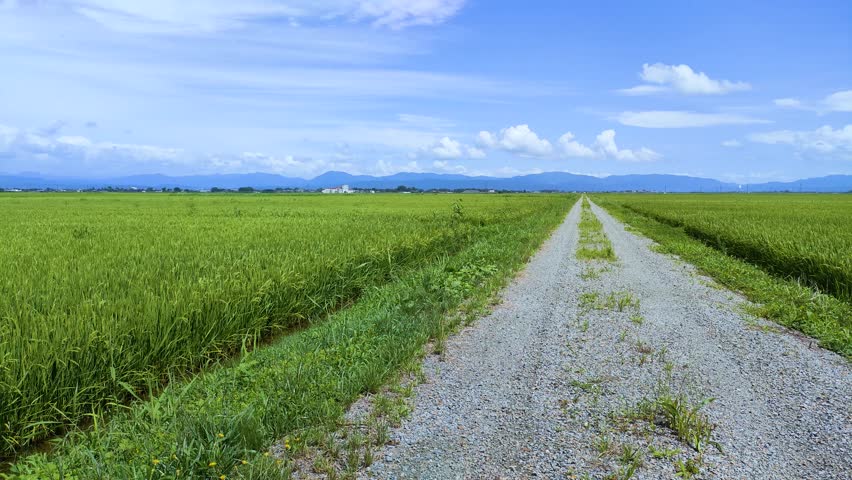 Paddy field in shonai plain in  summer, yamagata prefecture Japan Royalty-Free Stock Footage #1106507659