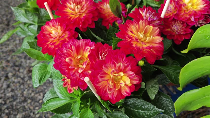 pots of beautiful colored Asteraceae flowers Royalty-Free Stock Footage #1106510289