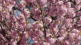 Sakura. Cherry blossom tree with blue sky. Pink Beautiful Japanese Cherry Blossoming of Sakura Tree. Vertical video. 