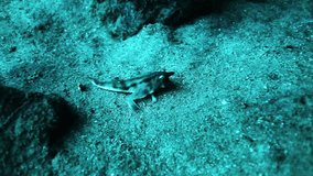 School of long fish glisten in rays of sunlight underwater. Unique scene of amazing, beautiful underwater marine life world of sea creatures in Pacific Ocean. Galapagos Islands Group.