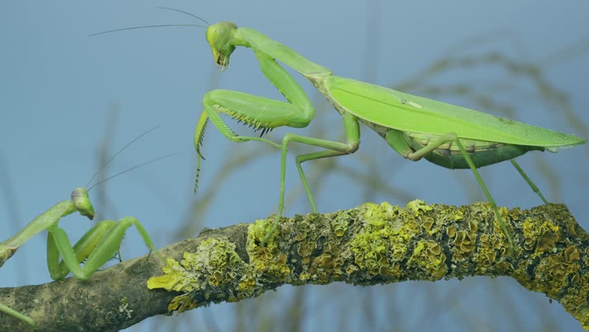 Slow motion, Sexual cannibalism, Close-up of large female green praying mantis eats male after mating on tree branch covered with lichen. Transcaucasian tree mantis (Hierodula transcaucasica).