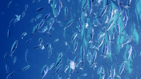 Vertical video, Shoal of Blue Fusilier fish swims in blue ocean, Slow motion. Large school of Lunar Fusilier (Caesio lunaris) feeding on plankton under surface in blue water