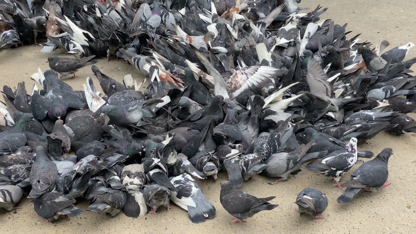 lock dove of pigeons sitting on the square town, bird grain pecks. Close up of many gray city pigeons, wild pigeons. Lot of birds on square in the city. Royalty-Free Stock Footage #1106516965