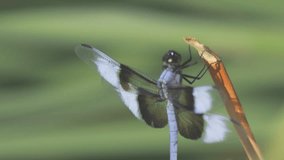 Dragonfly Closeup in Slow Motion Vertical Video