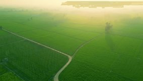 Aerial view drone shot agricultural green wheat field at sunset, Bird's eye view, Wheat field flying over aerial drone shot. Golden hour, Punjab, India, Cinematic Video, Raw Footage.