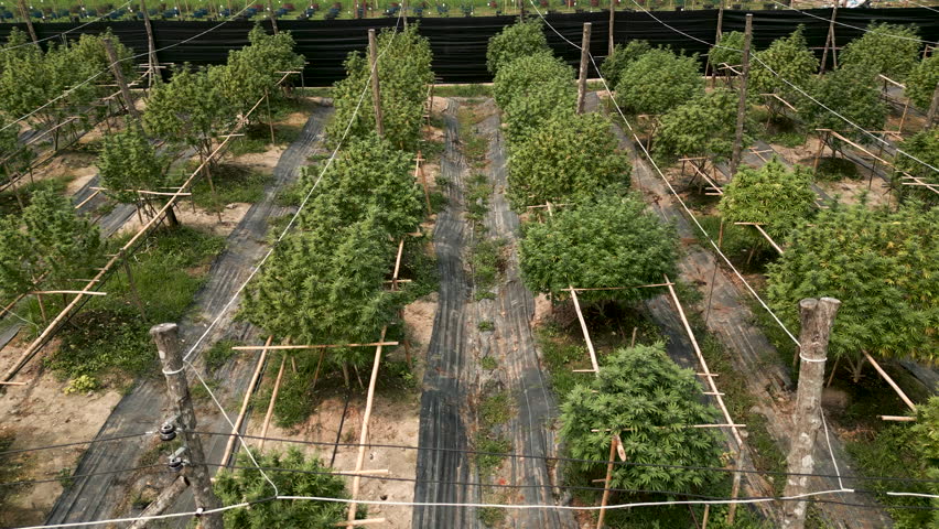 Side plan of a well organized crop