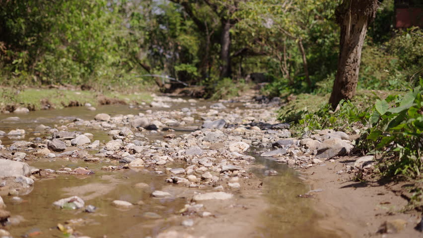 Group of butterflies pose on the river and fly away 