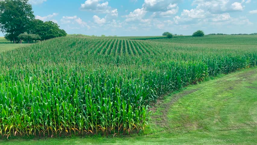 Iowa Cornfield - Blue Sky with White Clouds