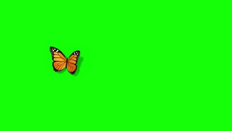A beautiful butterfly flying and sits green screen background.の動画素材