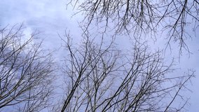 Branches and twigs of trees sway because of windy weather in spring  - Powered by Shutterstock - Get 15% off with code: PIKWIZARD15