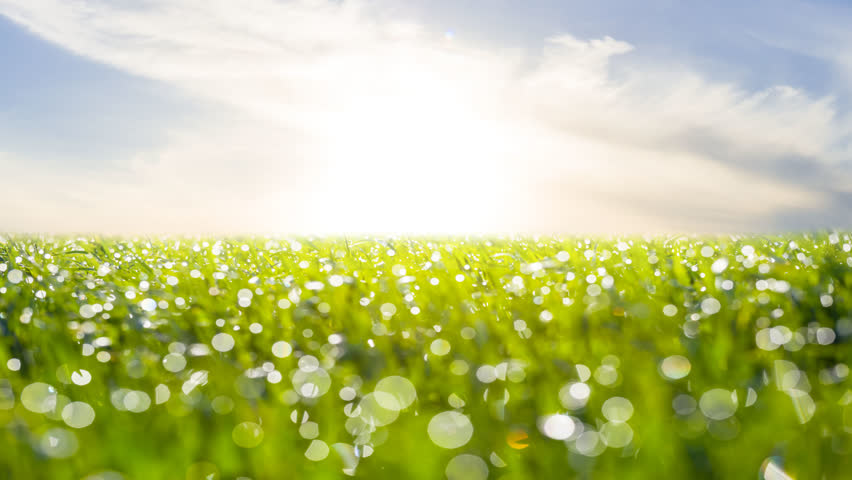 beautiful green rural field in a light of rising sun, early morning countryside time lapse scene