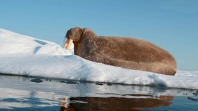 Walrus, male, is lying down on the snow by the water of the Arctic Ocean in Svalbard area.