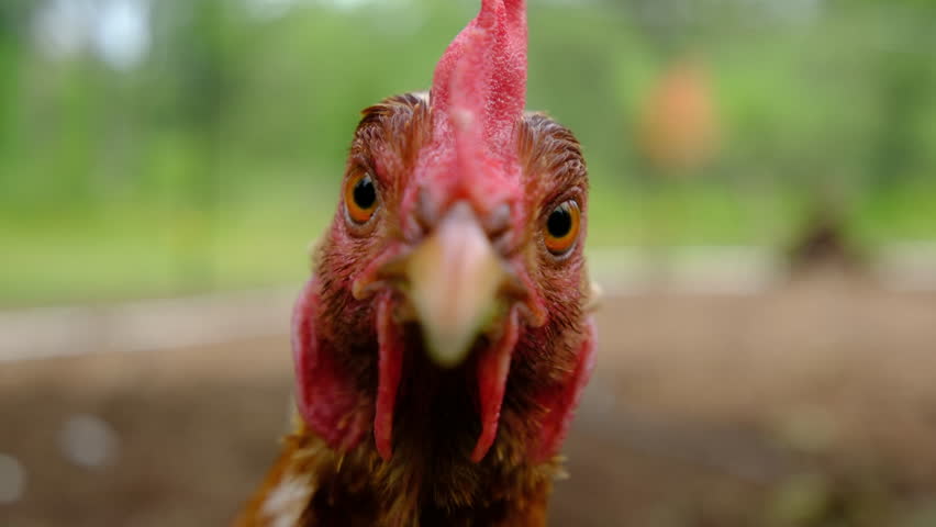 Extreme close up and slow motion of hen looking into camera lens while standing in cage free back yard enclosure.