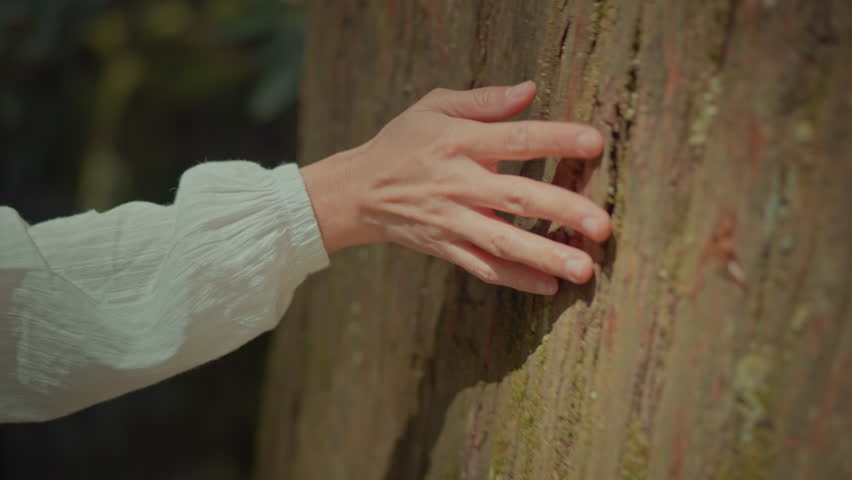 Hand of woman touching old majestic tree, Nature conservation, Relax in nature, People in nature concept.