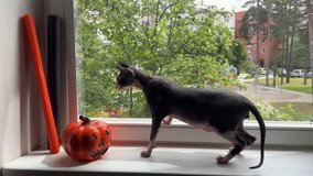 Funny video about Sphynx cat. Bald gray cat playing with orange pumpkin. Halloween concept.