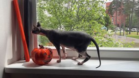 Funny video about Sphynx cat. Bald gray cat playing with orange pumpkin. Halloween concept.