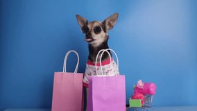 pet accessories background, funny happy dog in sunglasses with a shopping cart with pet goods