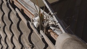 Birds nesting under old roof that loose or broken tiles and eaves.  Vertical video.