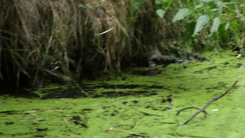 aquatic rodent quickly swims into a hole