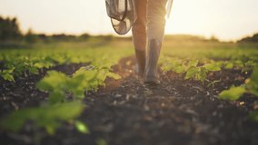 Legs of woman farmer in boots walking along agricultural field with sprouts at sunset with sun hat in hands. Agribusiness, farm romantic, live work on nature concept. Carefree, freedom, rural life. - Powered by Shutterstock - Get 15% off with code: PIKWIZARD15