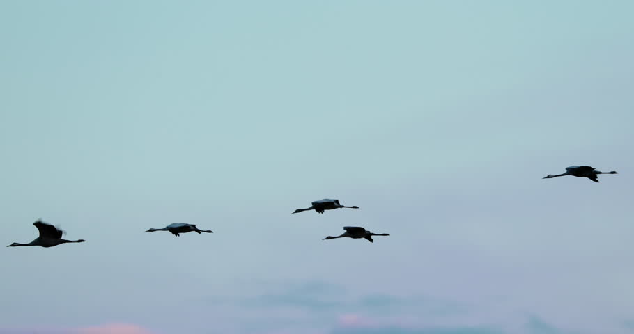 Eastern Europe. Birds Winter Migration. Flock Of Common Cranes Or Eurasian Cranes Fly In Sunny Blue Autumn Sky. Purple Blue, Light Blue Sky Colors. Common Crane Or Grus Grus. Nesting Cranes, Nest. Royalty-Free Stock Footage #1106549829