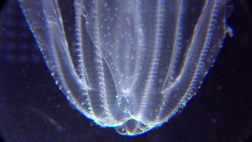 Invasive jellyfish ctenophora (Mnemiopsis leidyi), Black Sea Royalty-Free Stock Footage #1106550831