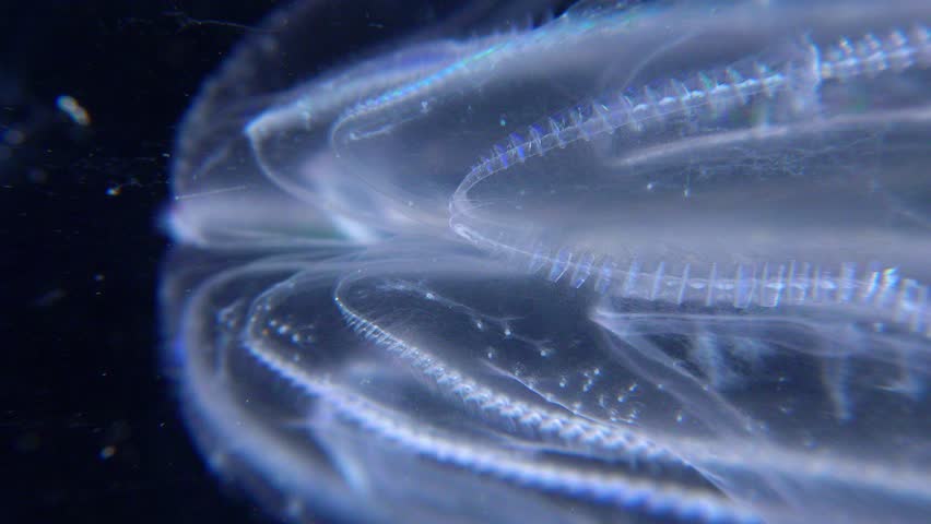 Invasive jellyfish ctenophora (Mnemiopsis leidyi), Black Sea Royalty-Free Stock Footage #1106550841