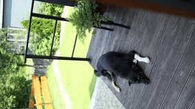 a black yard dog lies and sleeps at the entrance to a wooden house in the village. the dog is lying on the parapet. vertical video. top view