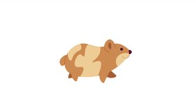Running dwarf hamster 2D character animation. Small adorable pet walking flat cartoon 4K video, transparent alpha channel. Syrian hamster. Rodent cute in rush animated animal on white background
