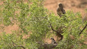 Short-toed snake eagle (Circaetus gallicus) with a young chick in the nest