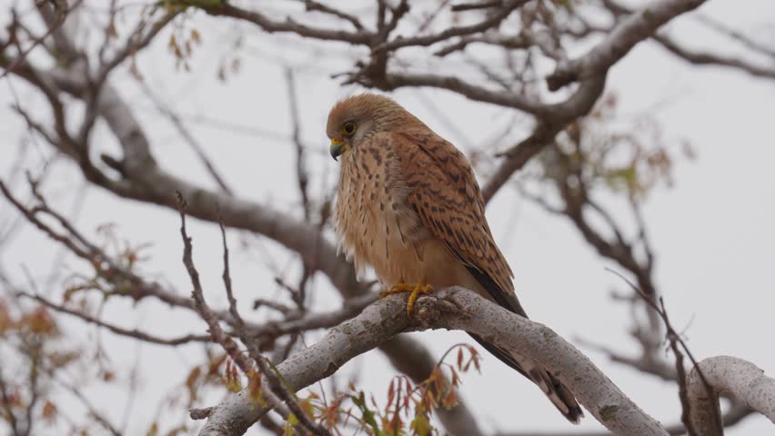 female Lesser kestrel (Falco naumanni) perching on a tree