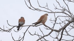 Pair of Lesser kestrel (Falco naumanni) perching on a tree