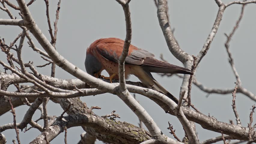 Male Lesser kestrel (Falco naumanni) eating a beetle