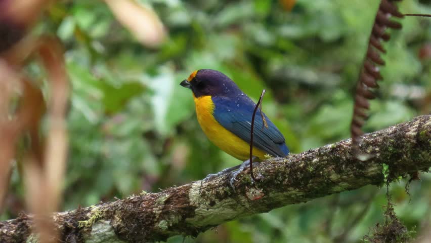 Atlantic forest bird on a rainy day. Violaceous euphonia male.