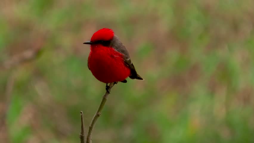 Red bird balancing on a branch. The scarlet flycatcher or austral vermilion flycatcher (Pyrocephalus rubinus).	 Royalty-Free Stock Footage #1106556227