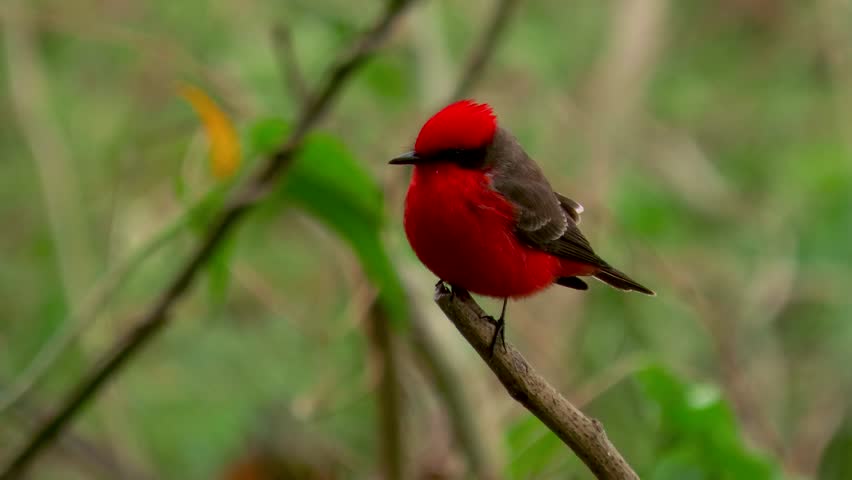 Red bird balancing on a branch. The scarlet flycatcher or austral vermilion flycatcher (Pyrocephalus rubinus).	 Royalty-Free Stock Footage #1106556229