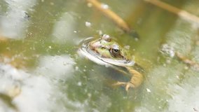 Rana Bergeri frog lurking for pray in pond 4K 2160p UltraHD footage - Rana ridibunda relaxing on swamp water natural  4K 3840X2160 UHD video