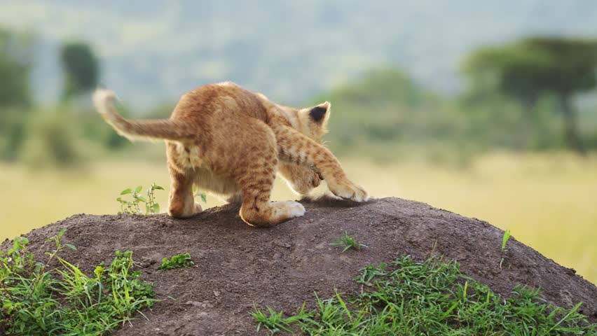Slow Motion of Cute Lion Cub Playing with Lioness Mother in Maasai Mara, Kenya, Africa, Funny Young Baby Lions in Masai Mara, Chasing Each Other on Termite Mound, African Wildlife Safari Animals Royalty-Free Stock Footage #1106560045