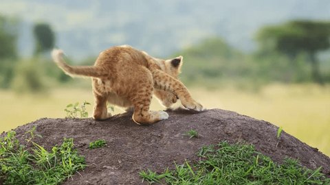 Slow Motion of Cute Lion Cub Playing with Lioness Mother in Maasai Mara, Kenya, Africa, Funny Young Baby Lions in Masai Mara, Chasing Each Other on Termite Mound, African Wildlife Safari Animals Video stock