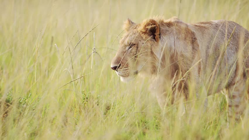 Slow Motion of Africa Wildlife Animal of Lion Hunting Prowling and Walking in Long Savanna Grass, African Safari Close Up in Masai Mara National Reserve in Kenya in Savannah Grasses from Low Angle