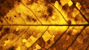 Close-up detail time-lapse of tree leaf changing color during fall season. Green autumn leaf drying getting yellow orange and brown. Timelapse macro view plant leaf texture aging during seasons change - Powered by Shutterstock - Get 15% off with code: PIKWIZARD15
