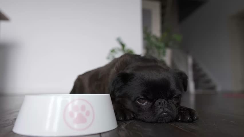 Dog food, diet. Shot of Brabancon or pug with black fur laying near bowl at home interior background. Sad and funny face with big eyes.  Pet looks sad, sick or unhappy, refusal to eat. care and animal Royalty-Free Stock Footage #1106566839
