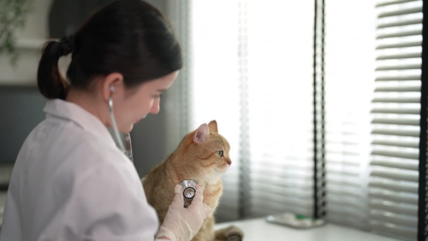 Veterinarian examining the health of a cute little cat in the veterinary clinic. Royalty-Free Stock Footage #1106567853