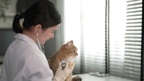 Veterinarian examining the health of a cute little cat in the veterinary clinic. - Powered by Shutterstock - Get 15% off with code: PIKWIZARD15