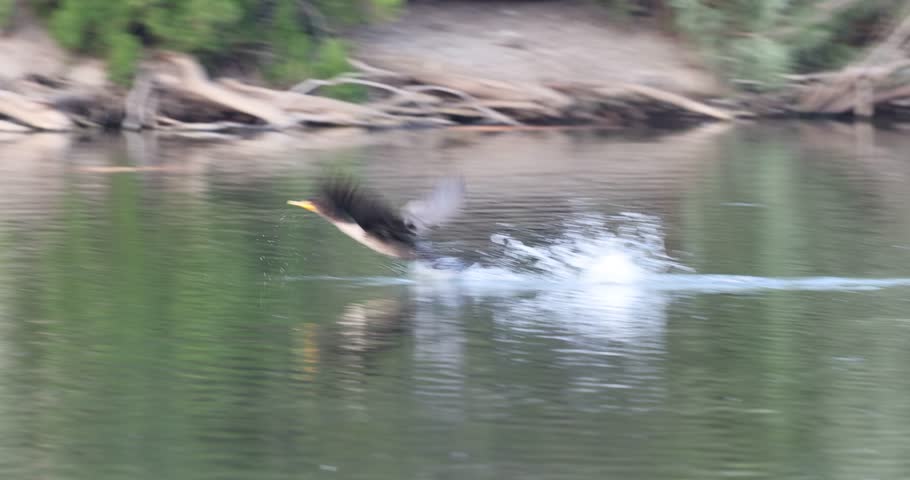 Slow motion clip of a double-crested cormorant running over a lake surface and taking to flight, then defacating