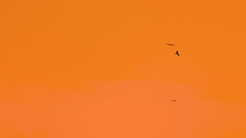 Silhouette Of Birds Flying Against Bright Orange Sky. Locked Off