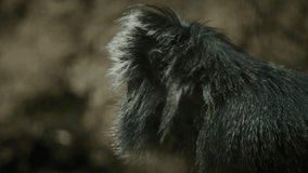 Black langur primate looking for potential threat or predator