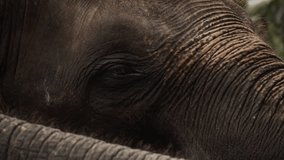 Dramatic clip of sad looking elephant