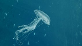 Vertical video, Mauve Stinger Jellyfish swim on blue sea flashing bright light. Mauve Stinger, Night-lightx Jellyfish, Phosphorescent jelly or Purple people eater (Pelagia noctiluca)  